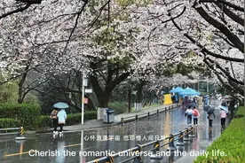 武汉大学成为中国最美大学之一，是因为樱花吗？已成为赏樱胜地视频封面
