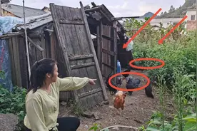 80岁爷爷贪便宜买了20只鸡苗，长相越养越不对劲，到底怎么一回事视频封面