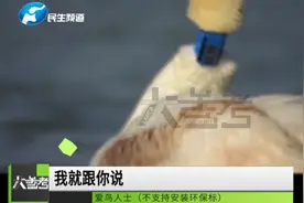天鹅被戴“脖套”引争议，目前已取下，你怎么看？视频封面
