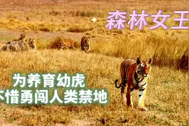 森林女王独自抚养4只幼虎，生存空间遭受压缩，不惜勇闯人类村庄视频封面