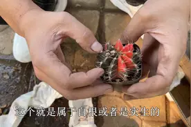 仙人球“绯牡丹”，开花漂亮赛牡丹，球体红色更漂亮，新手必养视频封面