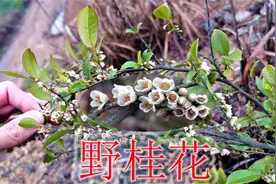 农村只听过的“野桂花”，植物学名“细齿叶柃”，很多人却不认识视频封面