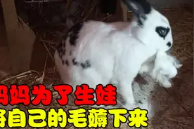 兔妈妈的艰难生产过程！为了即将到来的兔宝宝，竟将自己毛薅下来视频封面