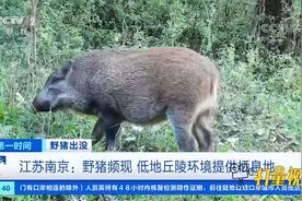 野猪出没！野猪频现江苏南京，低地丘陵环境提供栖息地|第一时间视频封面