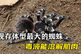 地球上现存体型最大的蜘蛛，毒液能溶解肌肉，专以老鼠为食视频封面