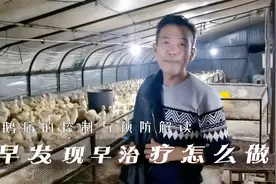 养鹅老李讲解鹅病的控制与预防，早发现早治疗，你做到早了吗？视频封面