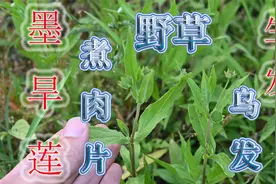 墨旱莲煮肉片吃过吗？农村称它“生发乌发草”，可惜很多人不了解视频封面