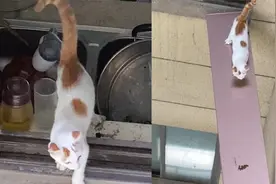 小猫被困家中不停叫唤，邻居搭长板放猫粮营救视频封面