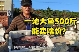 一池大鱼500斤啥价格？朱教授海边晒咸鱼，传统工艺制作新鲜鱼货视频封面