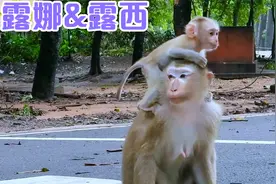 猴妈带着不到两个月的小猴子在马路中间玩耍，危险随时可能发生视频封面