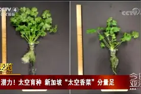 潜力！太空育种 新加坡“太空香菜”分量足视频封面