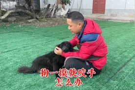 狗一摸就咬手怎么办？训犬师讲诉问题所在，解答纠正方法视频封面