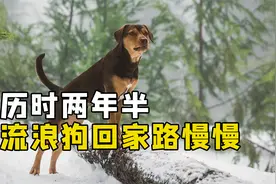 历时两年半，流浪狗终于找到回家路，付出一切只为再次见到你视频封面