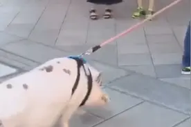 爆笑：土豪怎么出门啊土豪你得这么出门是吧，行走的人民币！视频封面