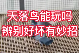 天落鸟能玩吗？辨别好坏有妙招！视频封面