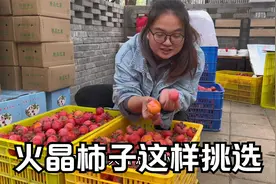 火晶柿子，天天妈妈认真挑选，一个一个检查后才装箱视频封面