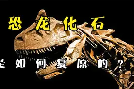 2分钟带你了解恐龙化石骨架是如何复原的，粘土翻模后再浇注树脂视频封面