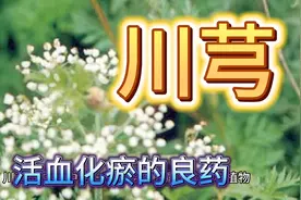 活血化瘀的良药：川芎的作用和功效视频封面