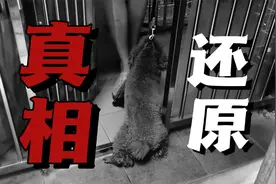 狗狗躲墙角发呆，原因是去了宠物医院？狗子到底经历了什么？视频封面