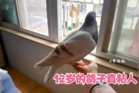 河南姑娘养了一只12岁的鸽子，不是手养的也很听话，聪明又粘人视频封面