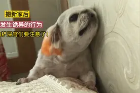 刚搬新家，狗狗发生诡异的行为，每天恐惧的不顾一切的往床上爬！视频封面