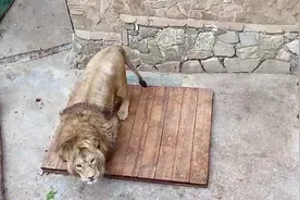 一下跳起两米高！抢肉时的狮子动作太敏捷了视频封面