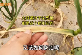 大蒜黄叶干尖死苗都是根腐病造成，只要做好这三点，就能轻松防治视频封面