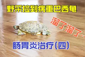乌龟肠胃炎治疗8天，起死回生！满地爬可太顽强了！超级感动！视频封面