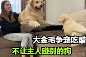 家里来了只小金毛，戏精大金毛秒变醋坛子，争宠场面一度混乱视频封面