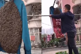 头皮发麻！市民晒衣服却引来一大窝蜜蜂，热心男子徒手装袋收走！