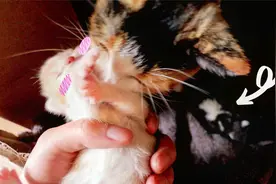 抢走一只小猫，母猫的反应是？视频封面