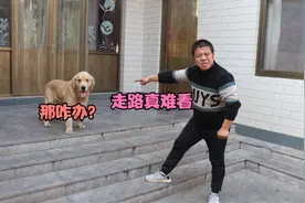 小虎发现金毛走路顺拐，金毛后知后觉才知道，该咋改掉这个毛病？视频封面