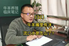 （32）牛羊嘴里有沫流口水怎么回事？视频封面