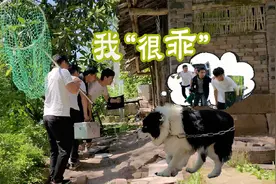 如何治服一条凶猛的咬人边牧，让它秒变乖乖狗！视频封面