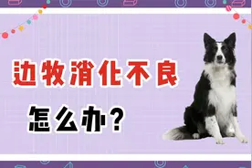 边牧消化不良怎么办？视频封面