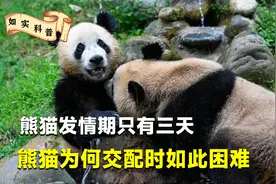 熊猫交配需看片助兴？一年仅有三天发情期的熊猫，交配竟如此艰难视频封面