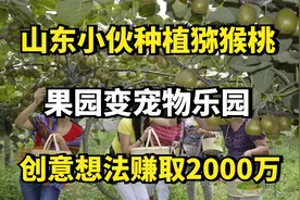 山东小伙种植猕猴桃，果园变宠物乐园，创意想法赚取2000万视频封面