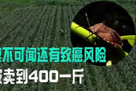 浑身散发臭气却被叫做“九香虫”，有致癌风险，还被卖到400一斤视频封面