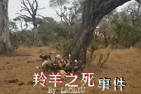 羚羊被一群野狗给救了，忘了说声谢谢，结果悲剧发生了视频封面