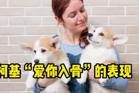 柯基“爱你入骨”的表现，全中的人很幸运！视频封面