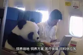 别再造谣了，官方再次回应大熊猫“丫丫”健康状况视频封面