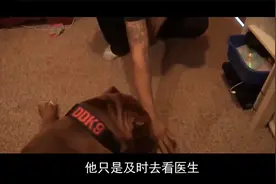 犬界战神碰到屠狼机器,比特犬和猞猁互不服软,谁能侥幸活下来？视频封面