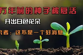 3万年前的种子被复活，开出白色花朵，研究者：这不是一个好消息视频封面