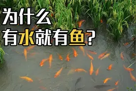 为什么有水就有鱼？水坑里的鱼从哪儿来？多年疑惑解开了视频封面