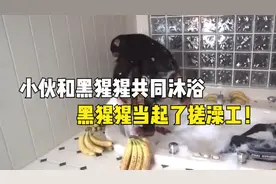 小伙和黑猩猩共同沐浴，黑猩猩一边吃香蕉，一边当起了搓澡工！视频封面