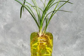 项羽教你自制“兰花生根水”，简单实用还环保，新手赶紧学学吧！视频封面