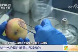 局部发霉的苹果不能吃！视频封面