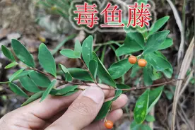 “毒鱼藤”植物不是藤，能让鱼中毒的小灌木，遇见请注意安全！视频封面