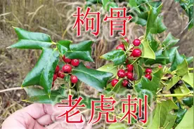 常见植物“枸骨”是个宝，果实泡酒好处多，遇见可不要错过！视频封面