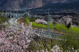 当川藏铁路穿过林芝的百年野桃花视频封面